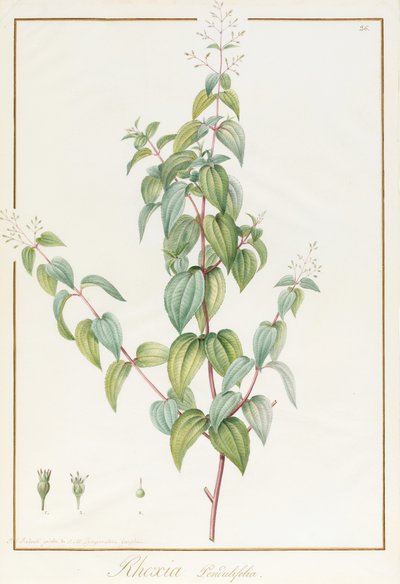 Rhexia Pendulifolia by Pierre Joseph Redouté